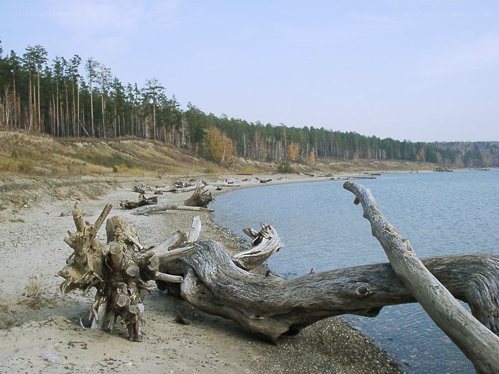 Driftwood on a lakeshore