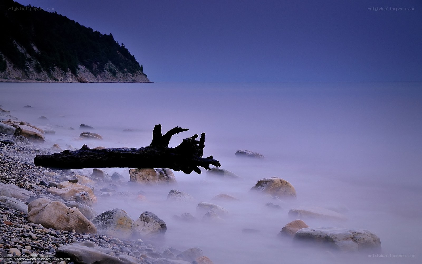 Driftwood on a misty beach