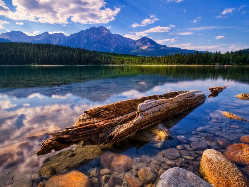 Driftwood on a mountain lake