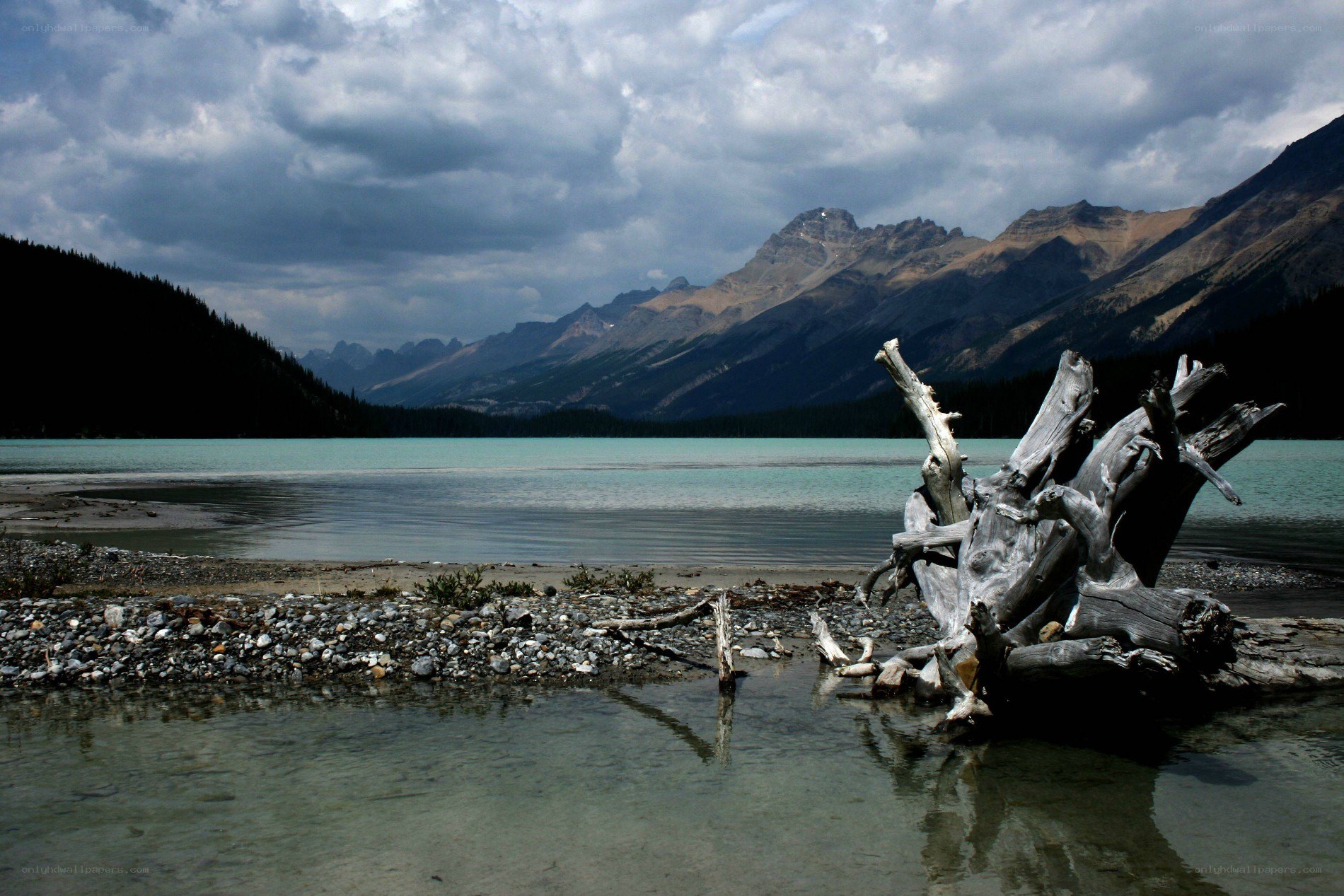 Driftwood on a mountain lake