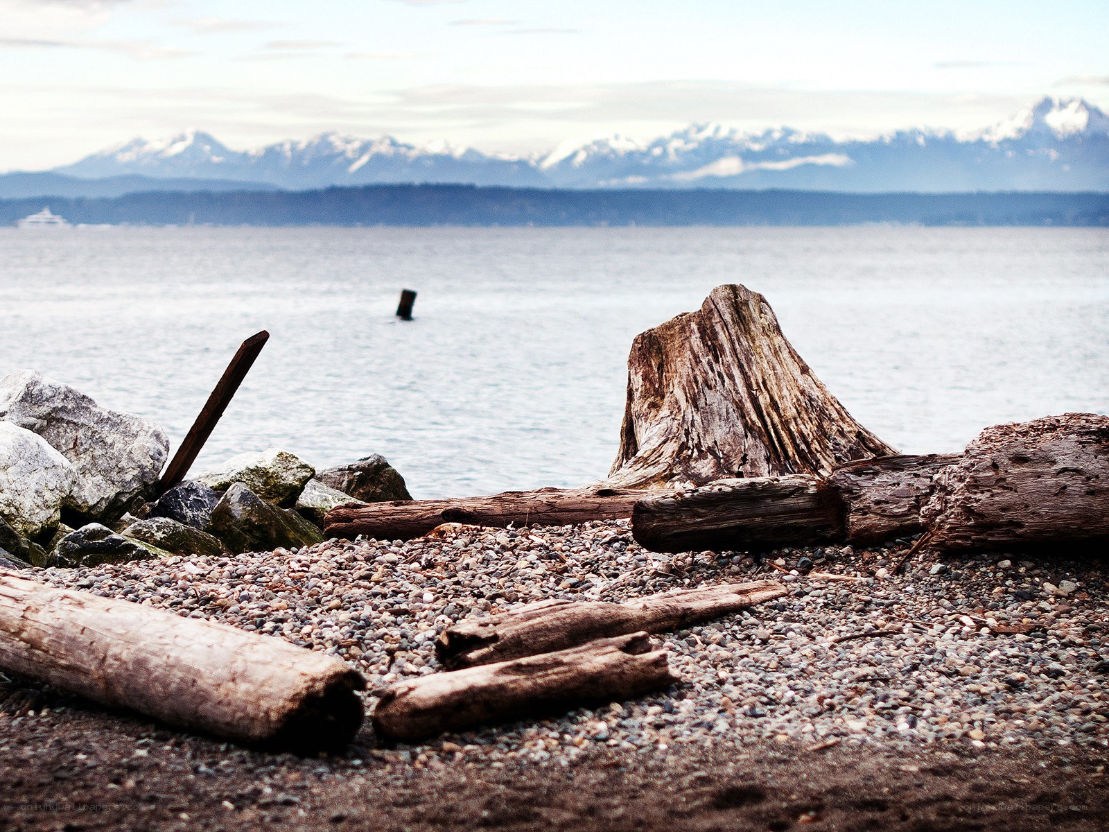 Driftwood on a pebble beach