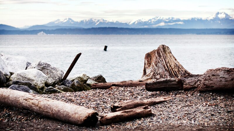 Driftwood on a pebble beach