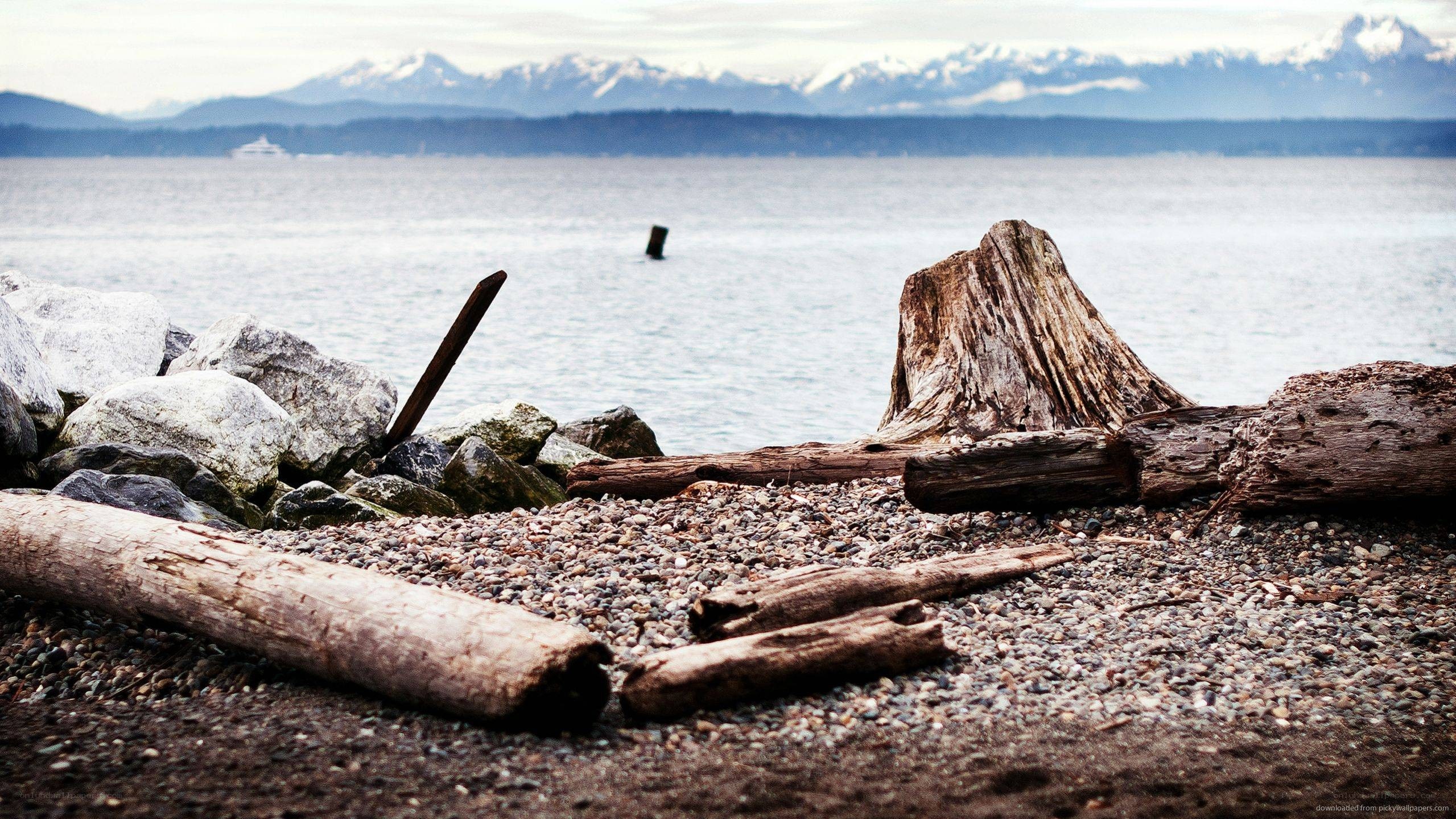 Driftwood on a pebble beach