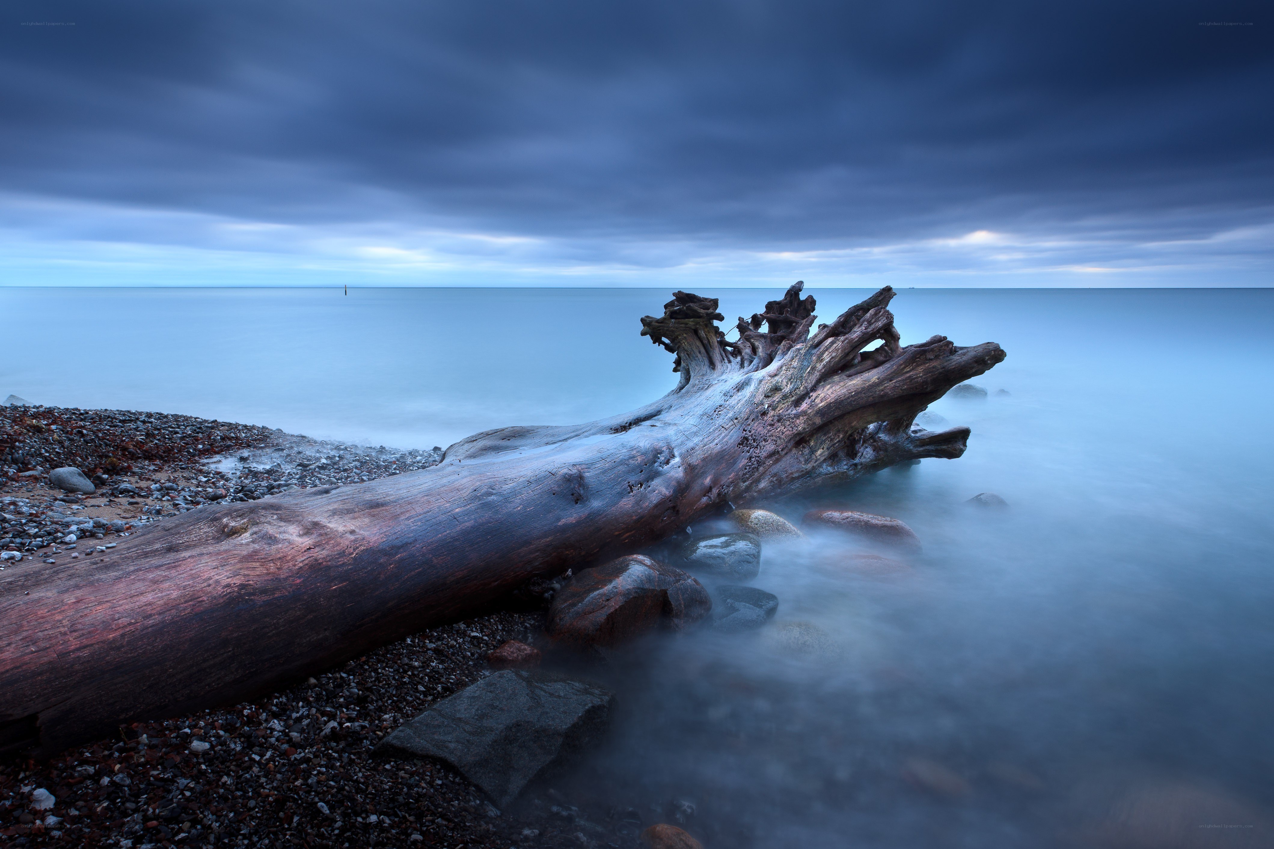 Driftwood on a pebble beach