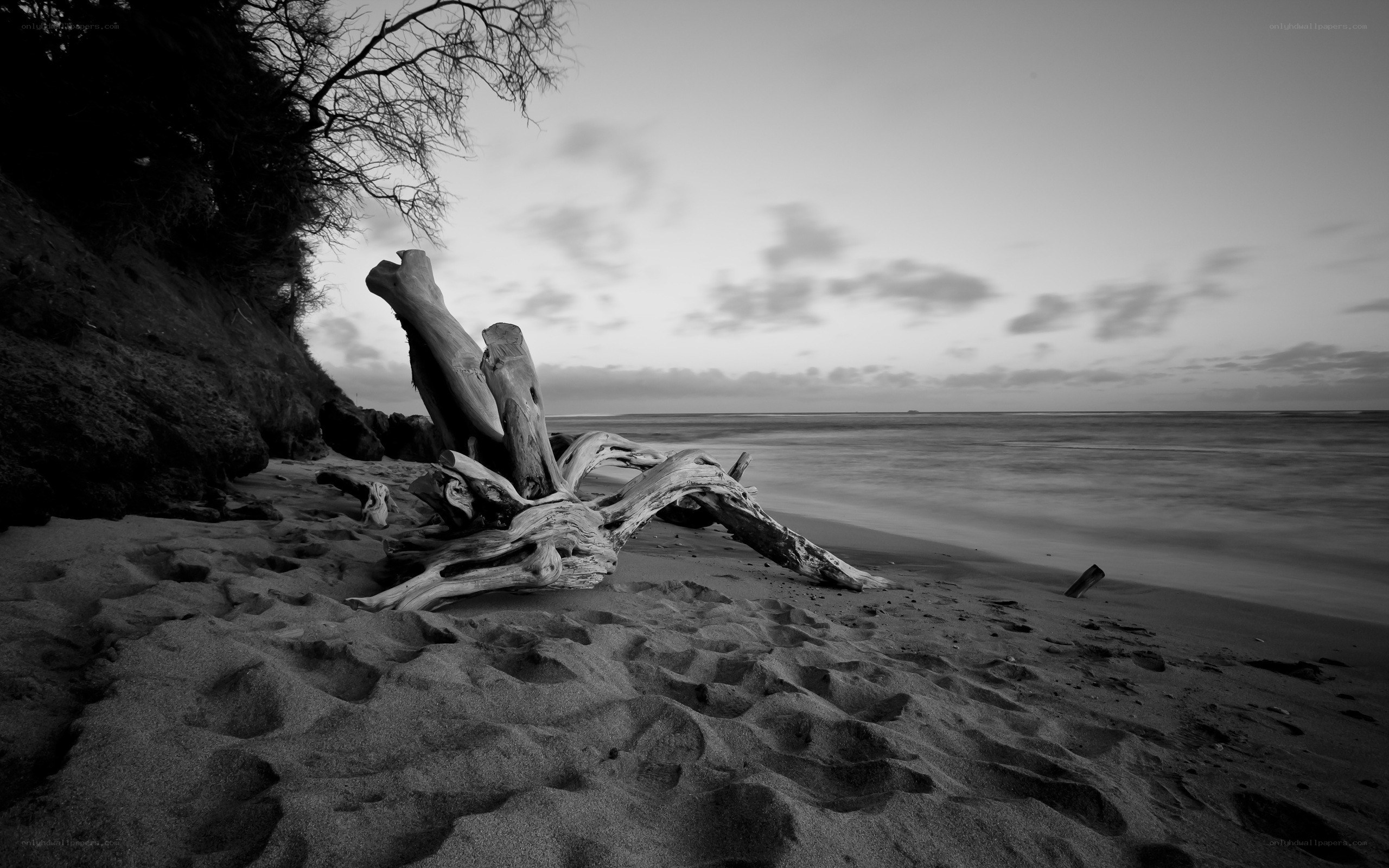 Driftwood on a quiet beach