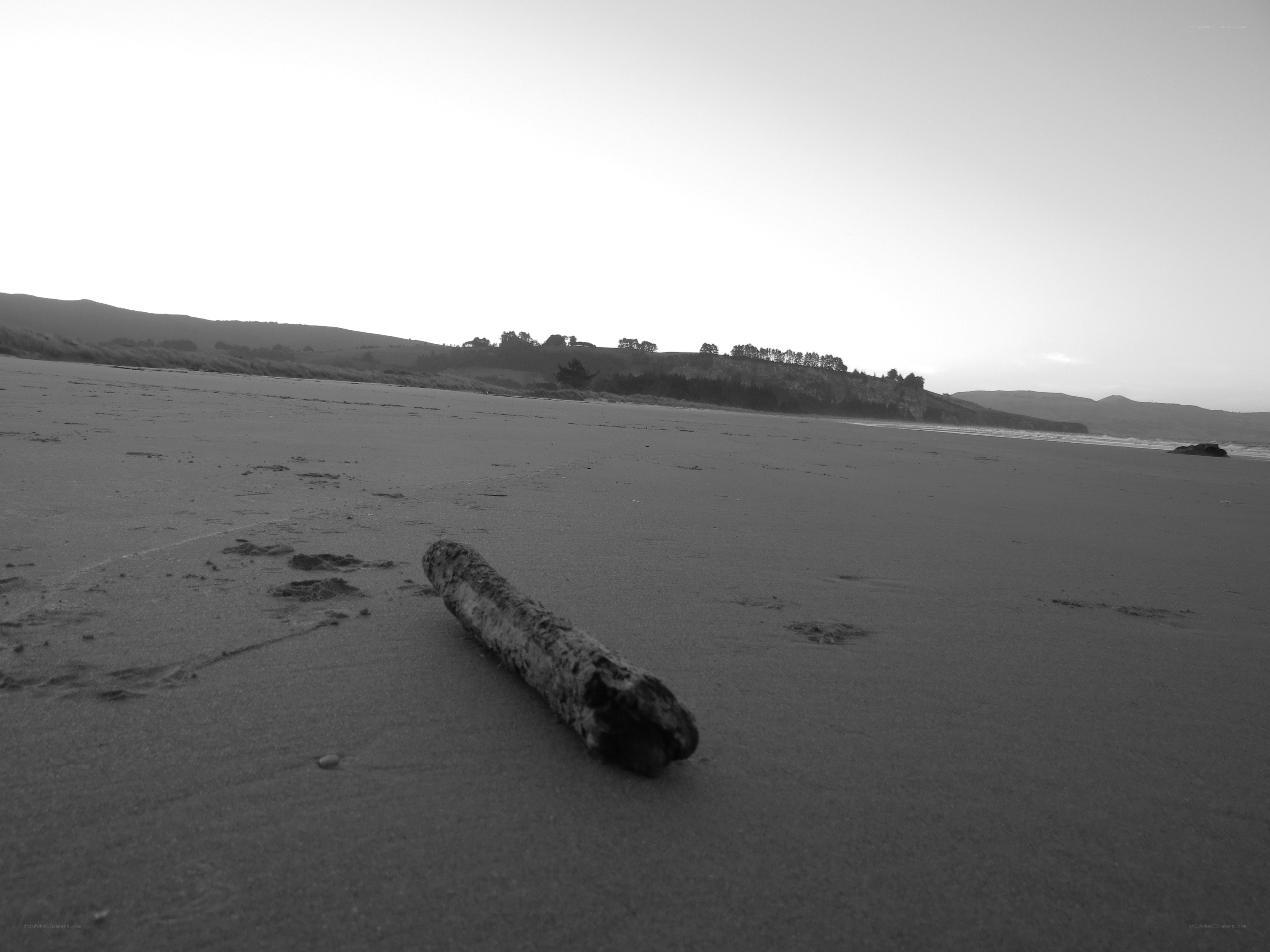 Driftwood on a quiet beach