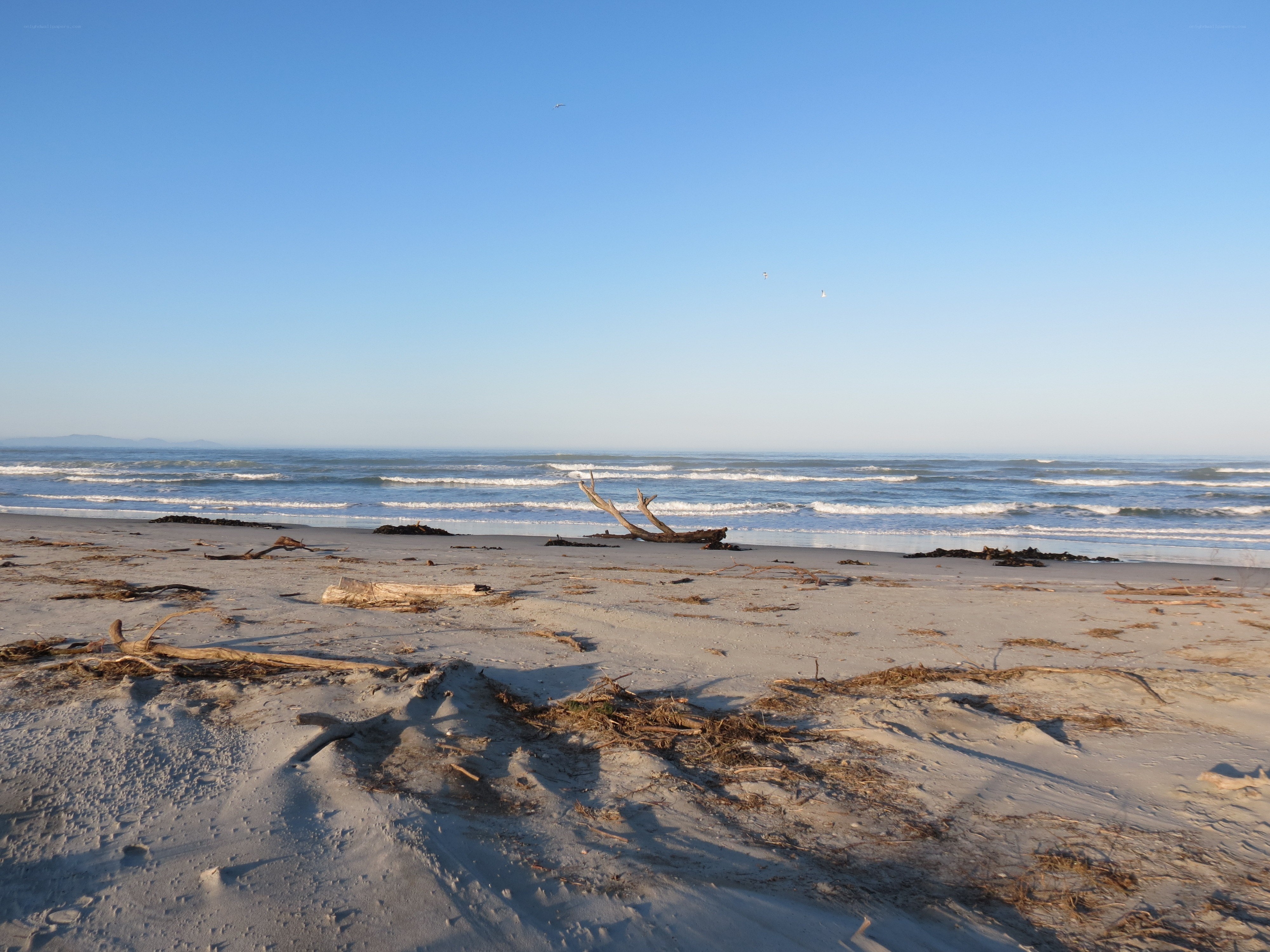 Driftwood on a quiet beach