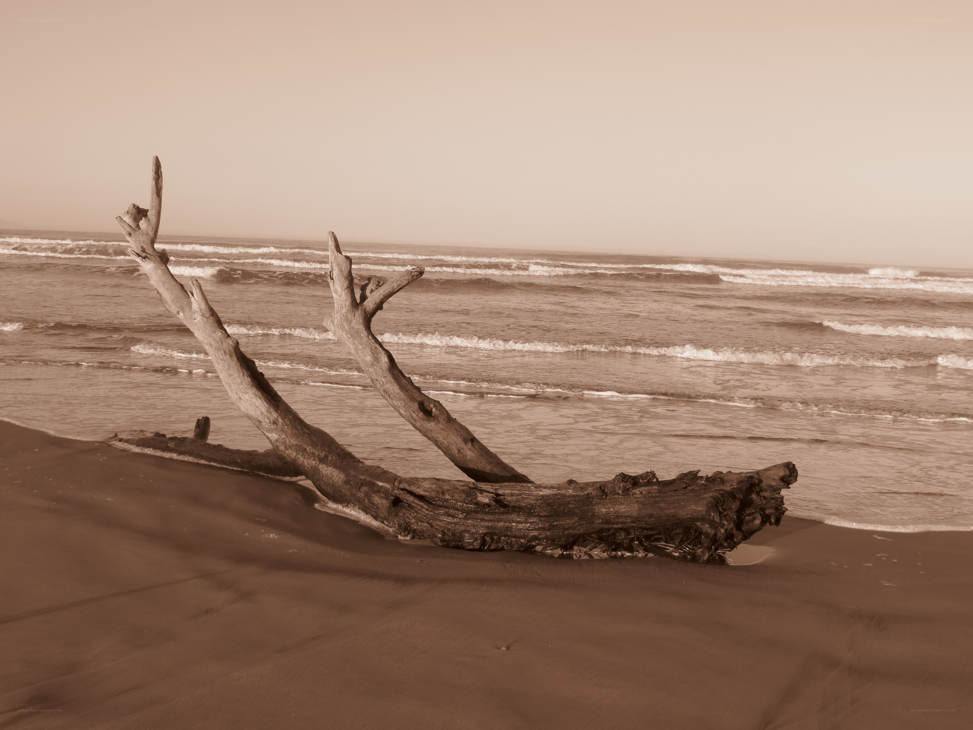 Driftwood on a quiet beach