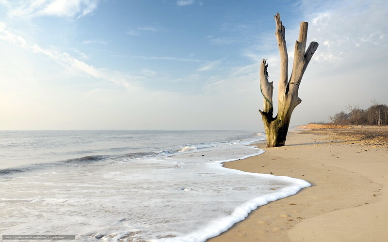 Driftwood on a quiet beach
