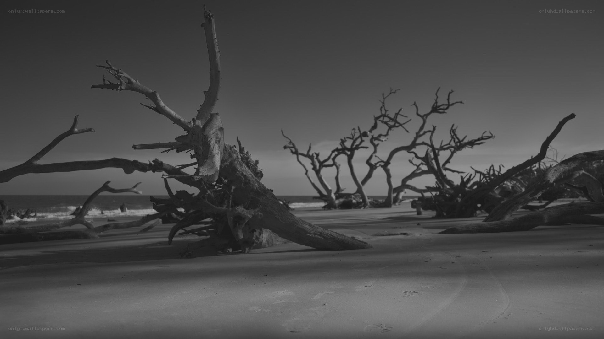Driftwood on a quiet beach