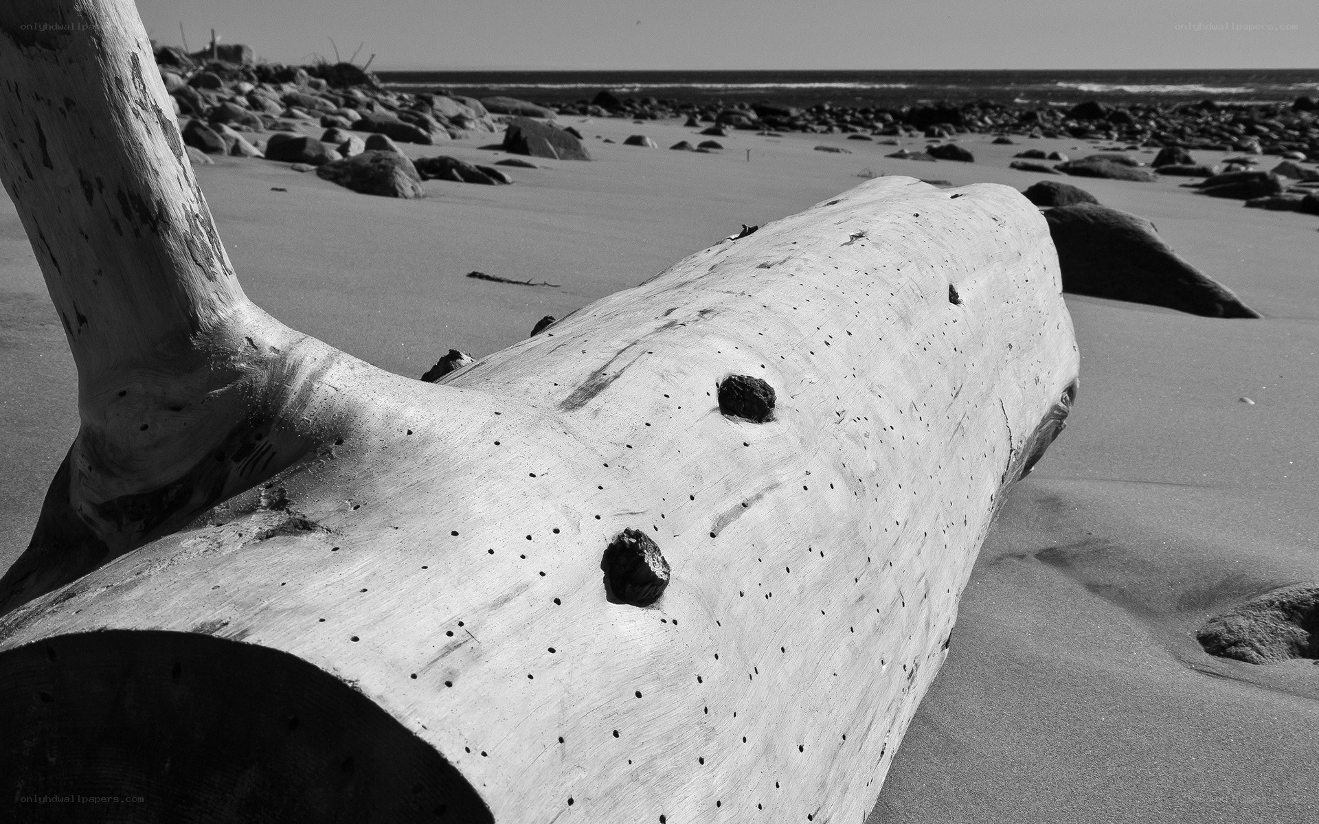 Driftwood on a rocky beach