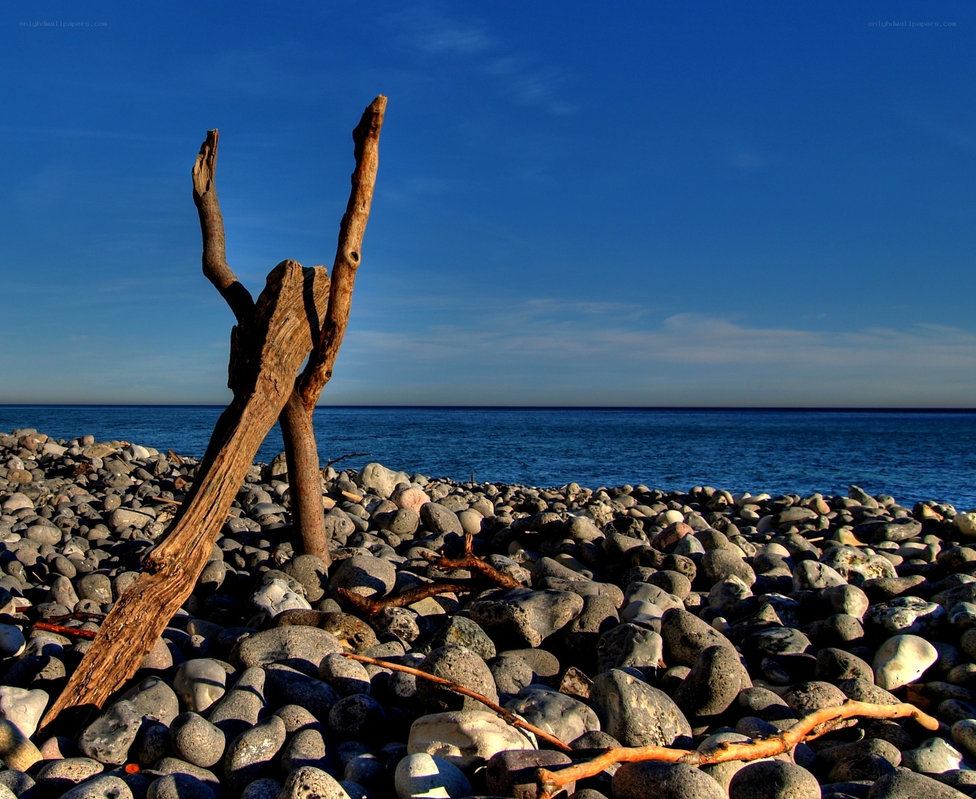 Driftwood on a rocky beach