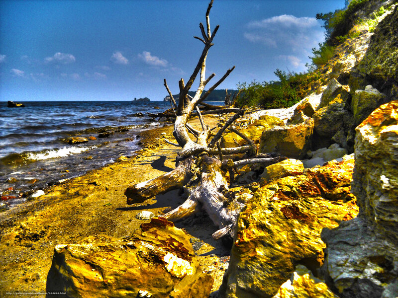 Driftwood on a rocky beach