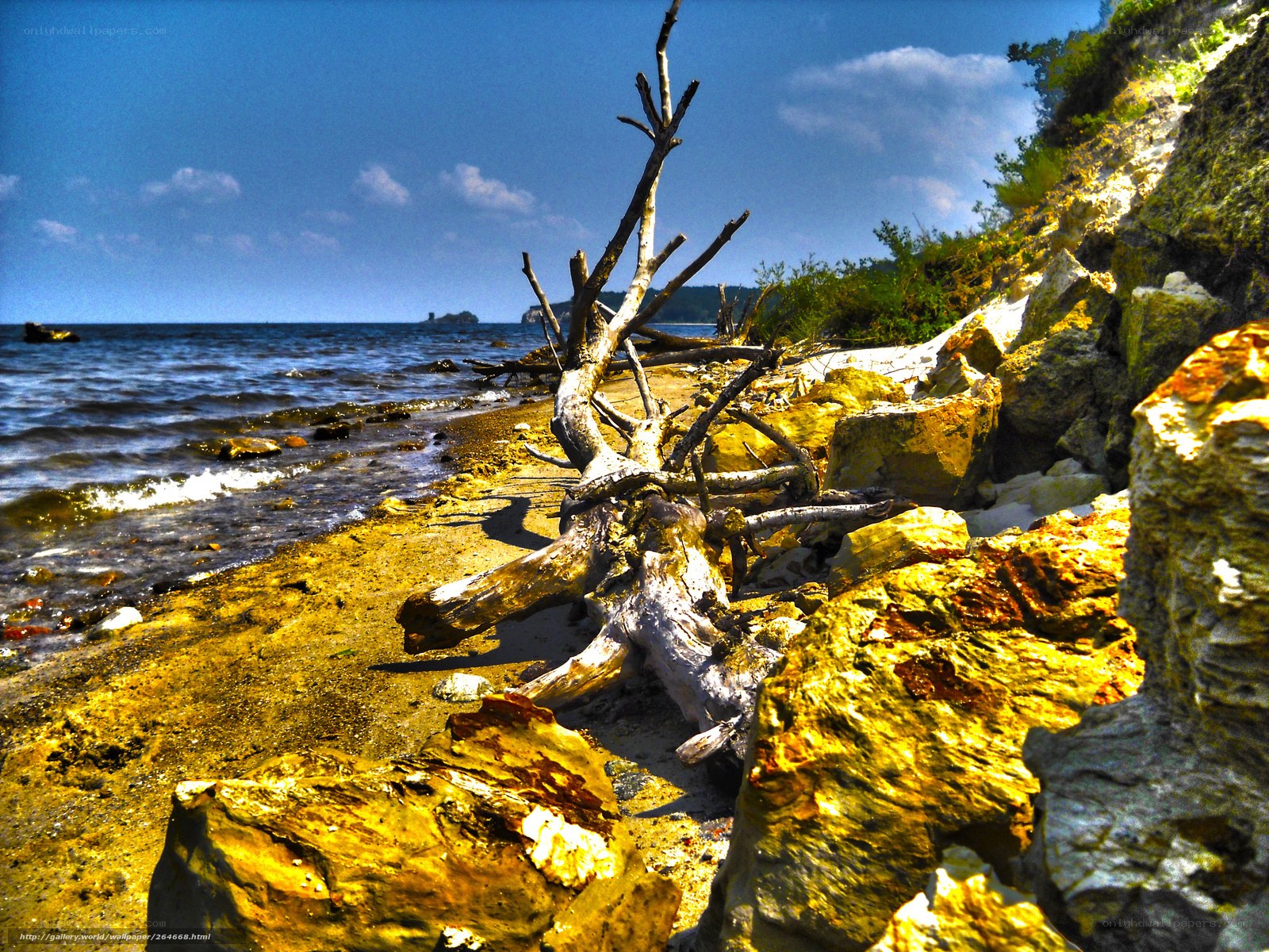 Driftwood on a rocky beach