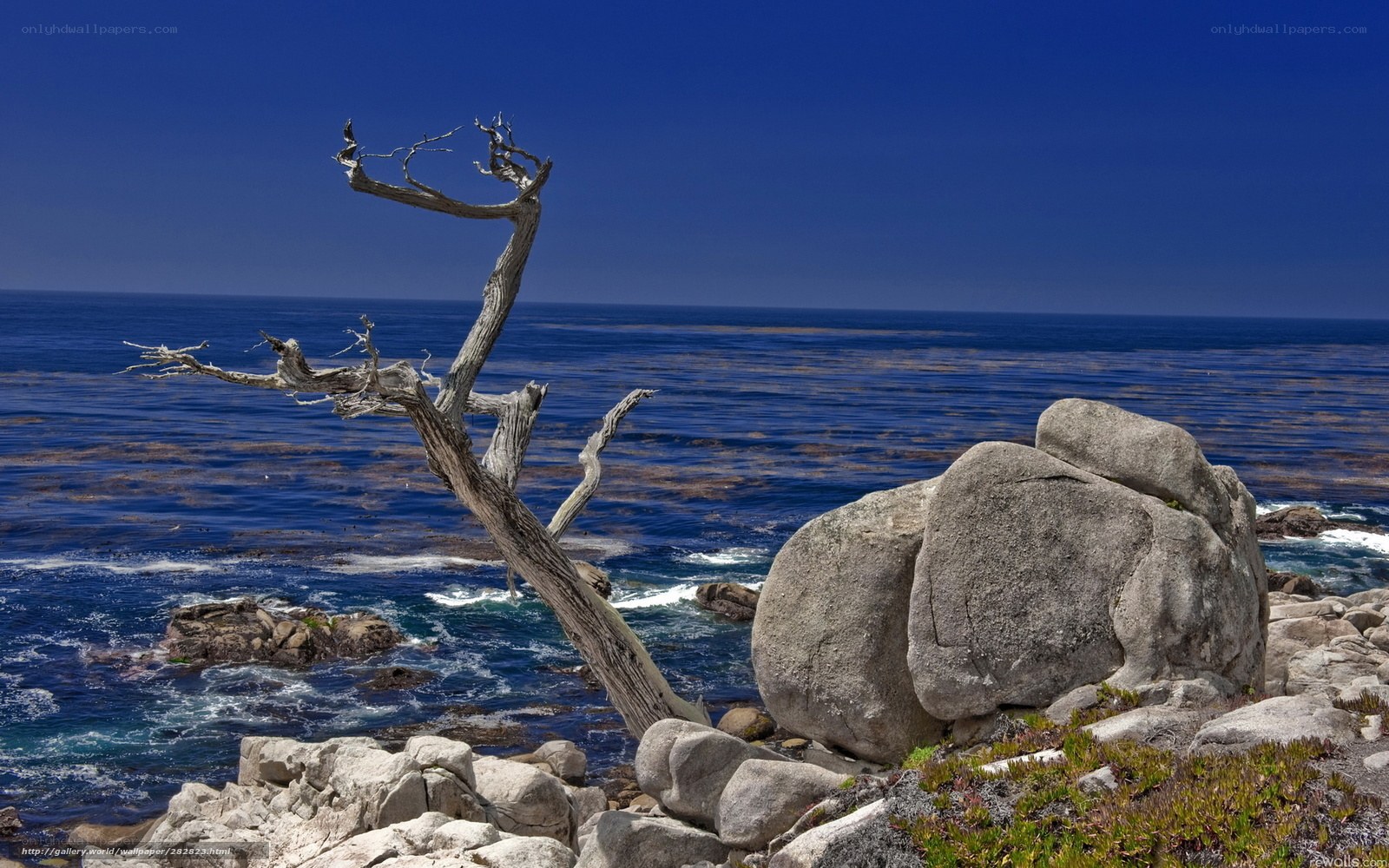 Driftwood on a rocky coast