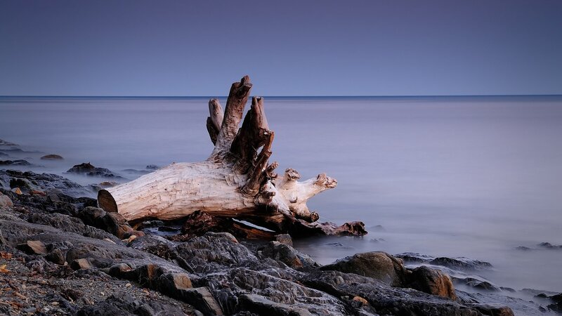 Driftwood on a rocky shore