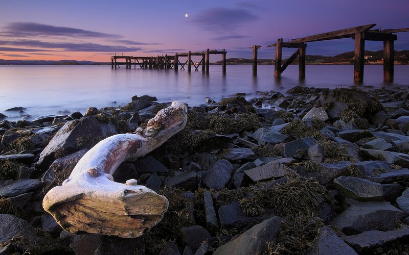 Driftwood on a rocky shore at dusk