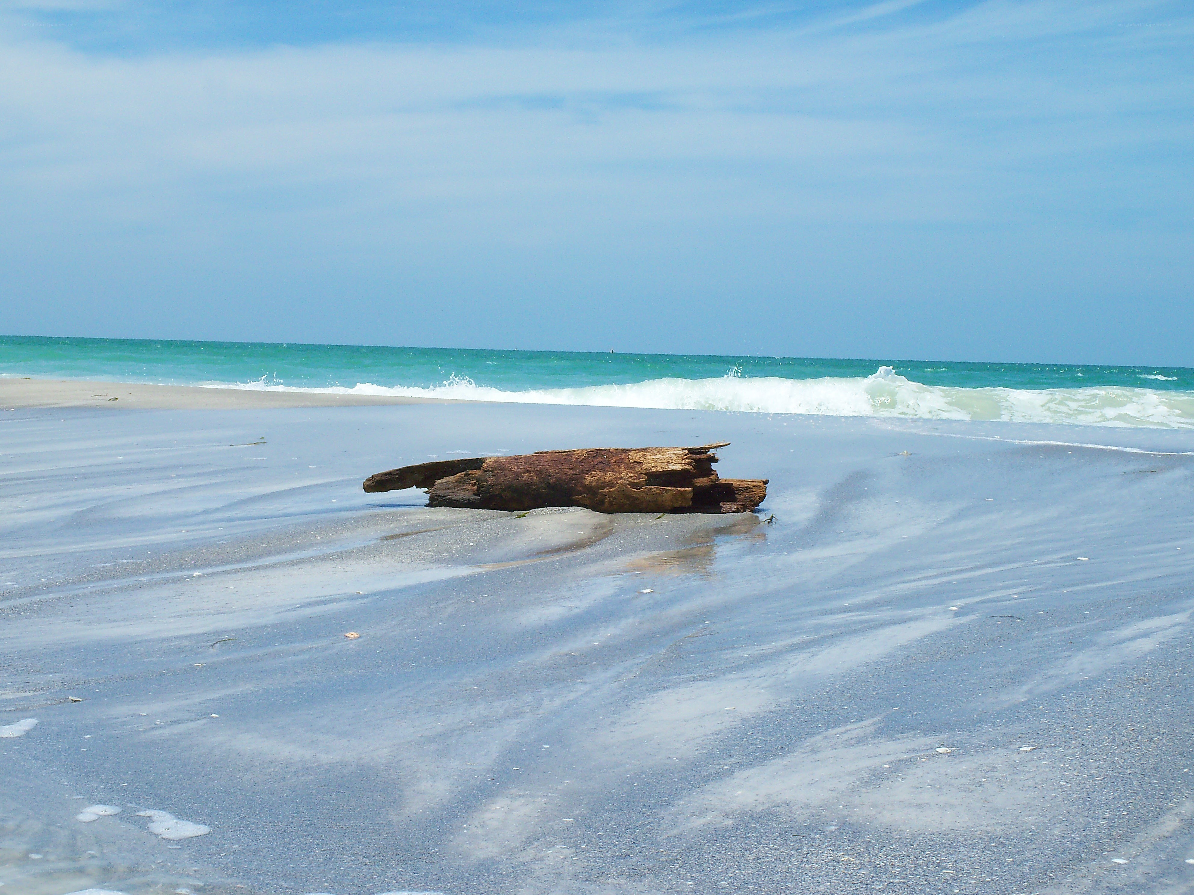 Driftwood on a sandy beach