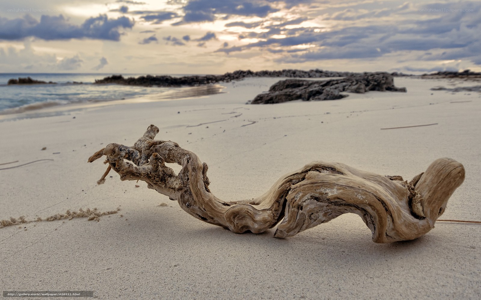 Driftwood on a sandy beach