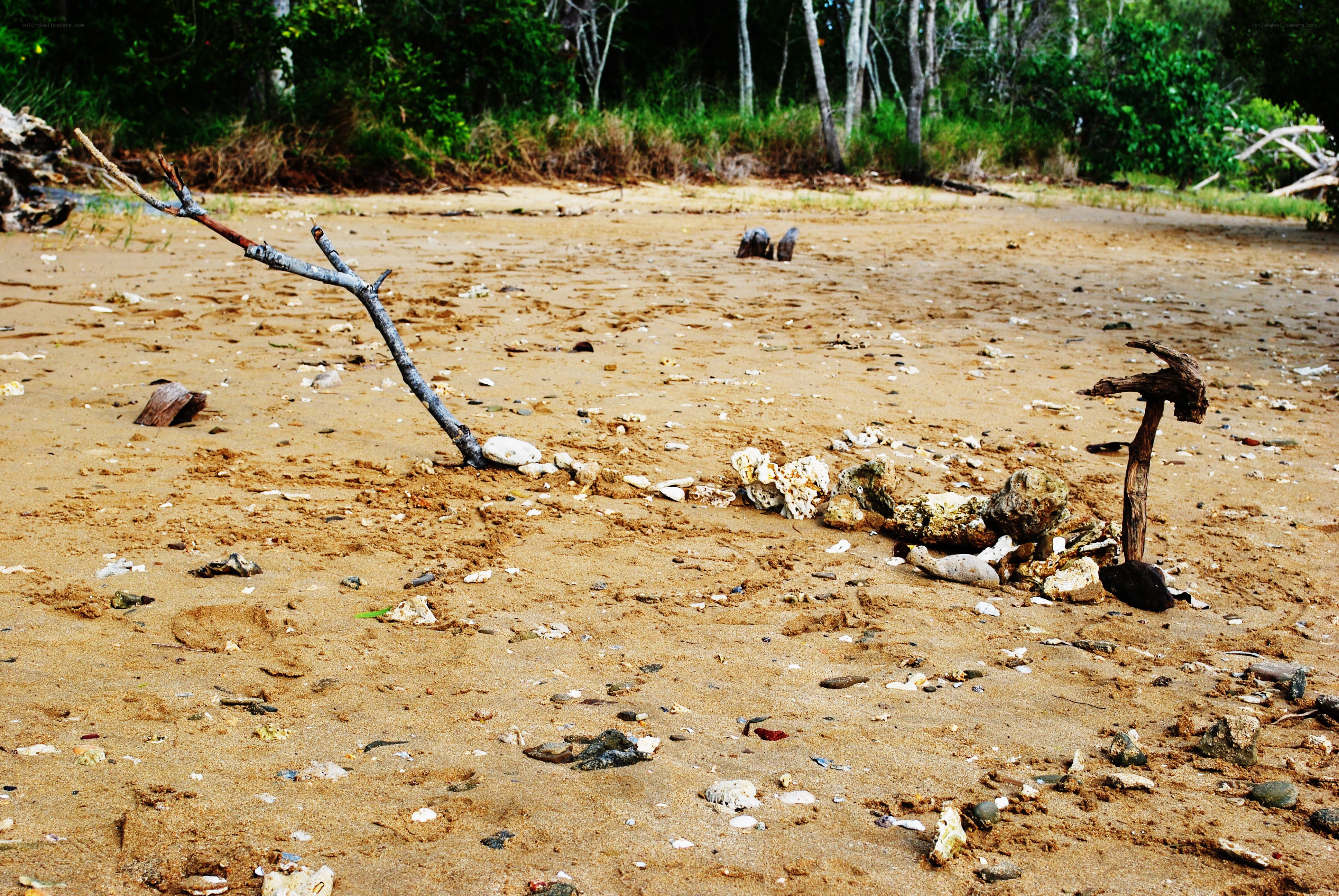 Driftwood on a sandy beach
