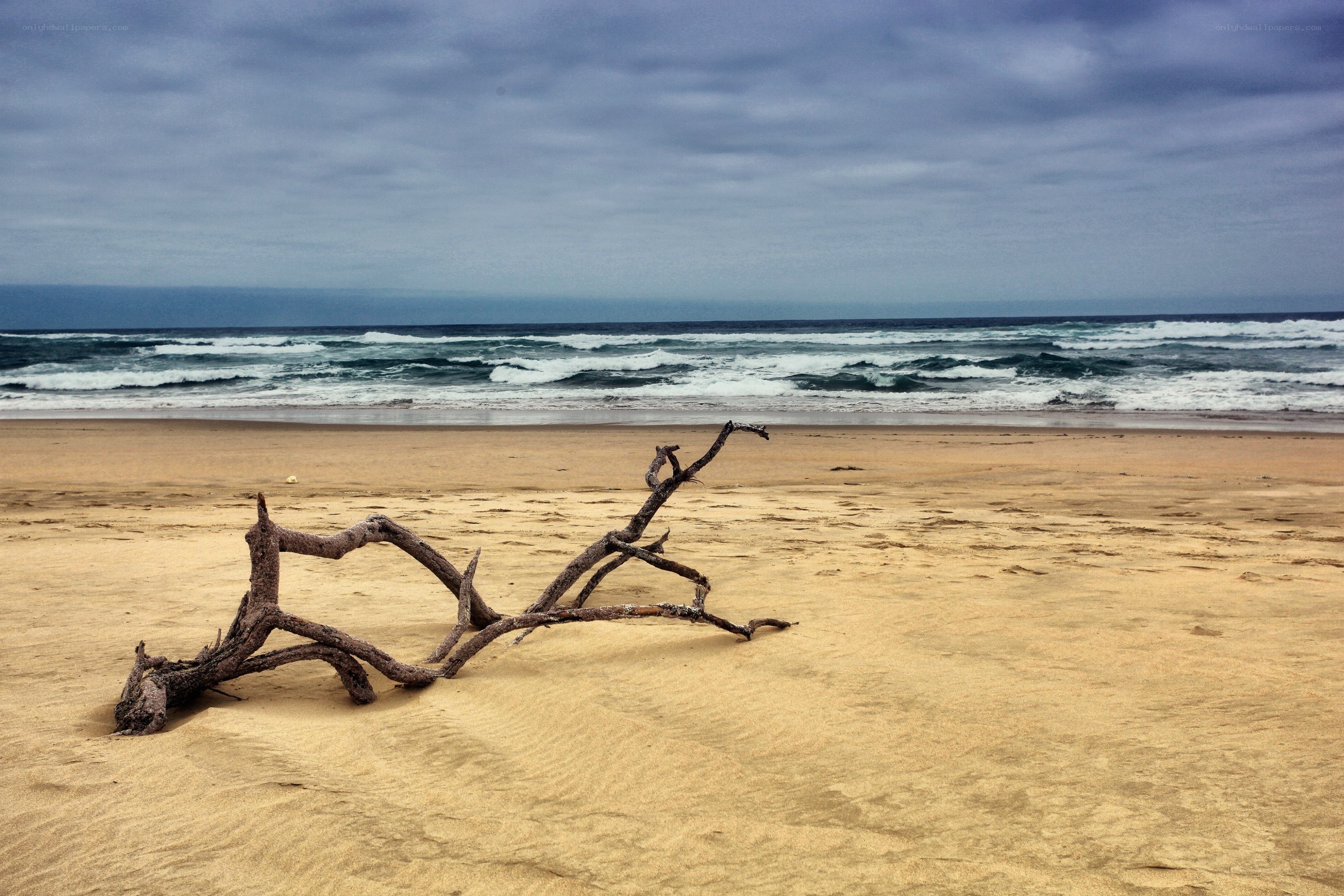 Driftwood on a sandy beach