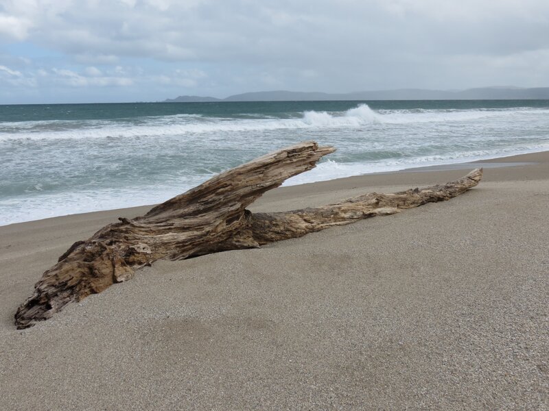 Driftwood on a sandy beach
