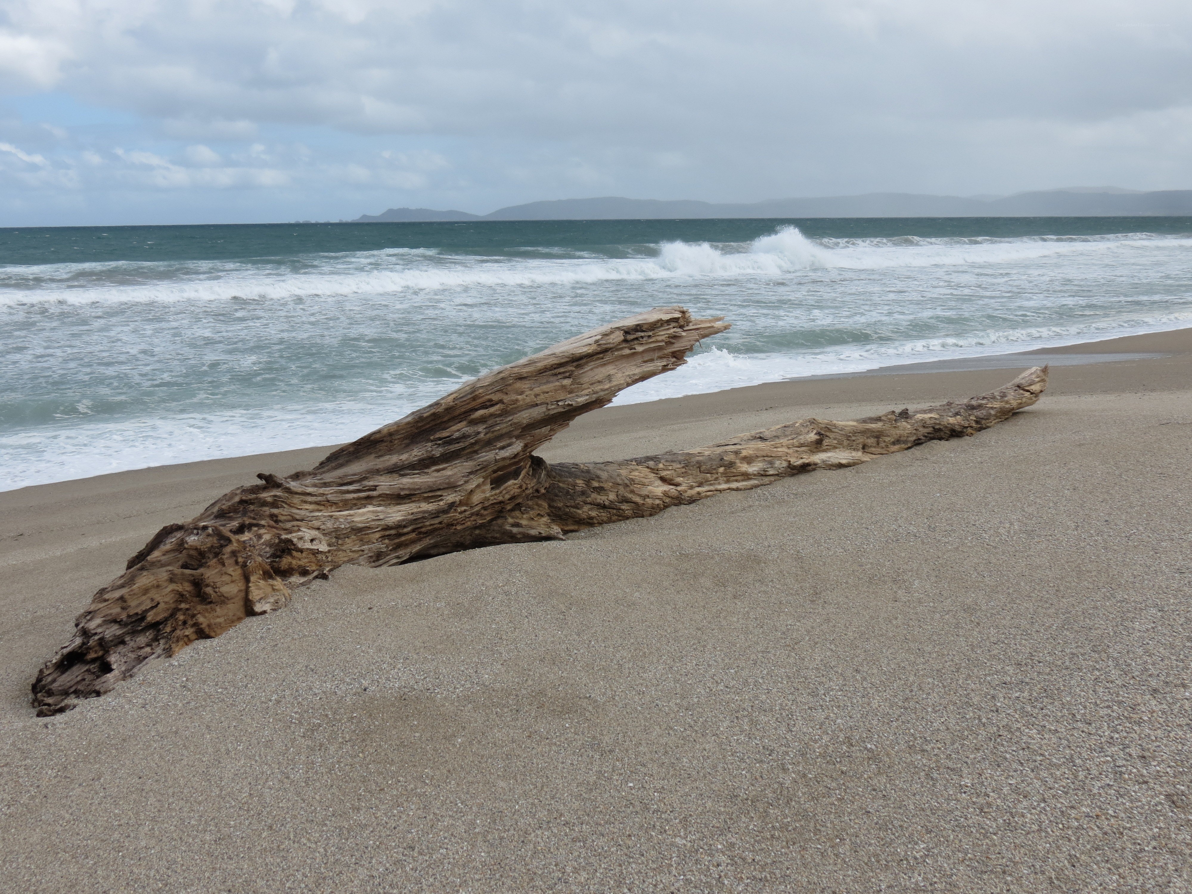 Driftwood on a sandy beach