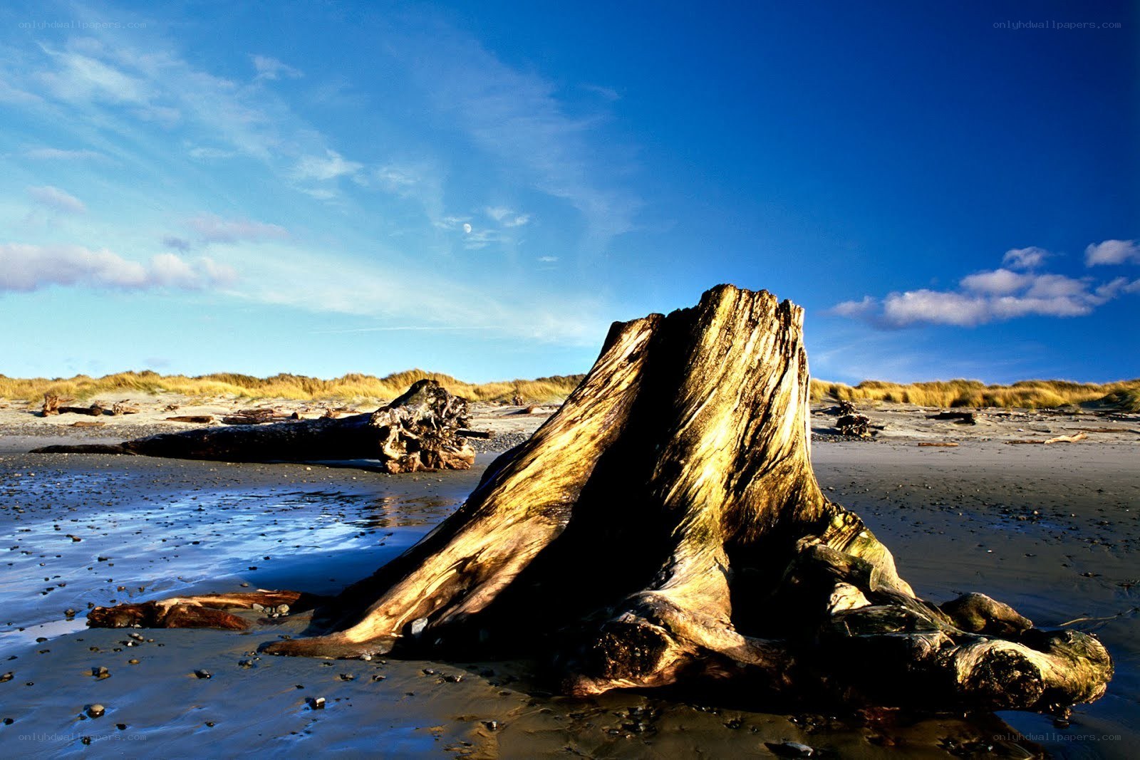 Driftwood on a sandy beach