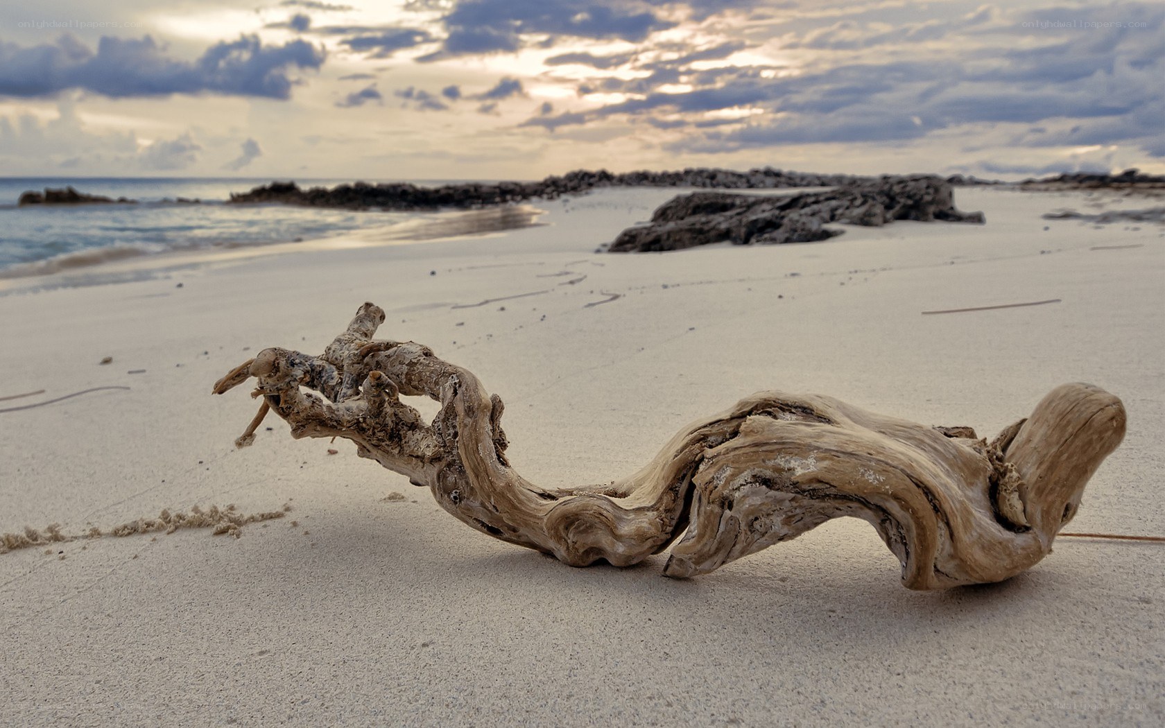 Driftwood on a sandy beach