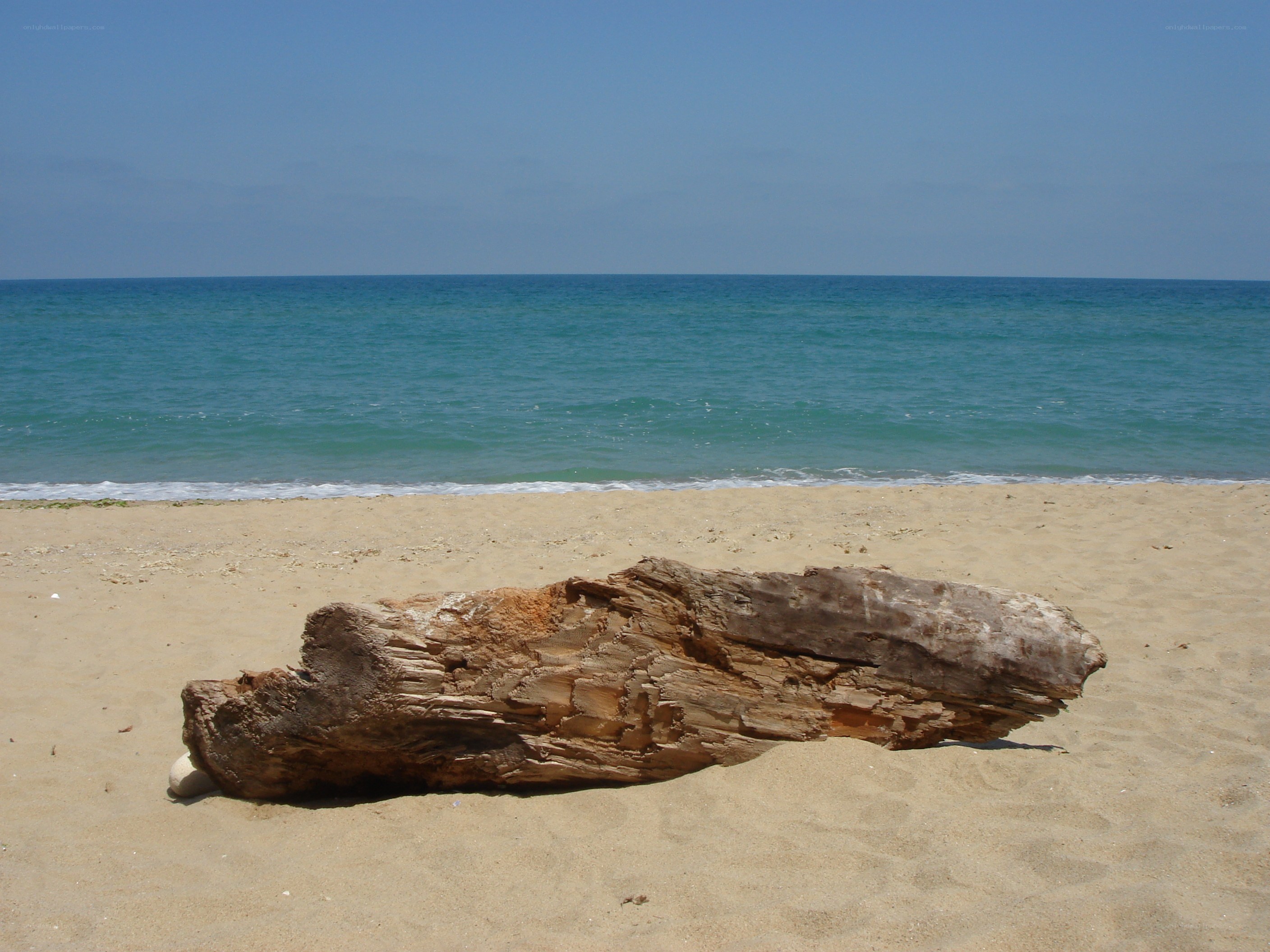 Driftwood on a sandy beach