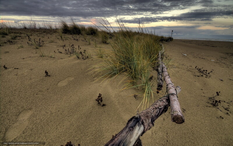 Driftwood on a sandy beach