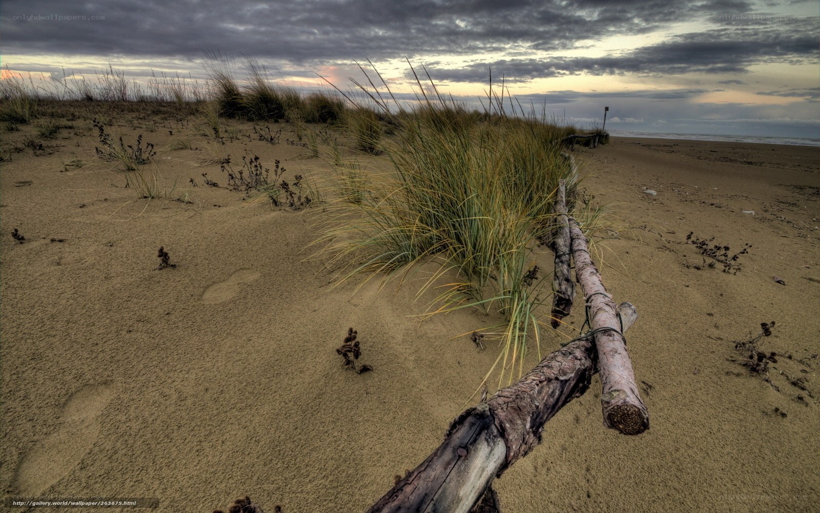 Driftwood on a sandy beach