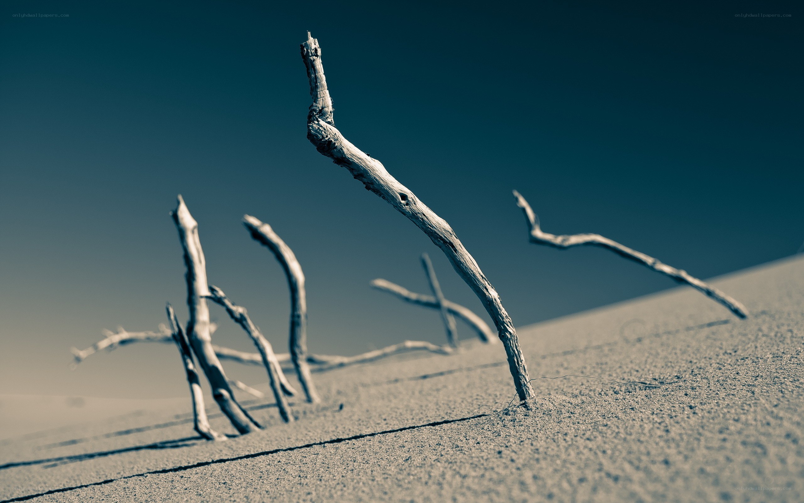 Driftwood on a sandy dune