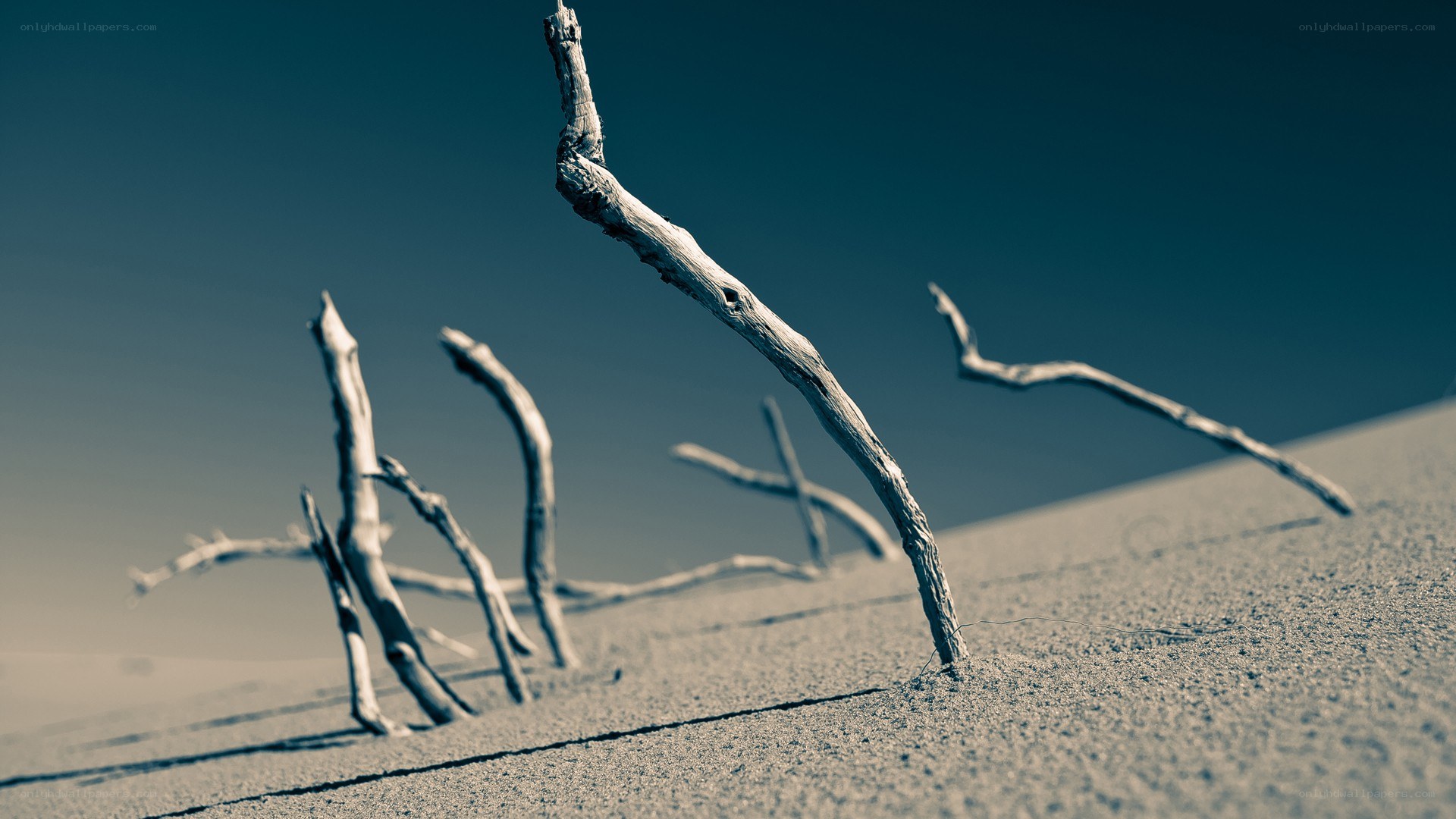 Driftwood on a sandy dune