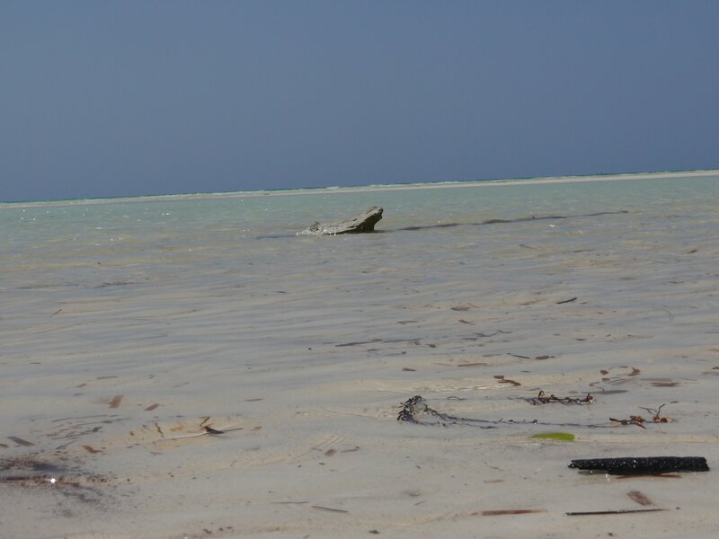 Driftwood on a shallow beach