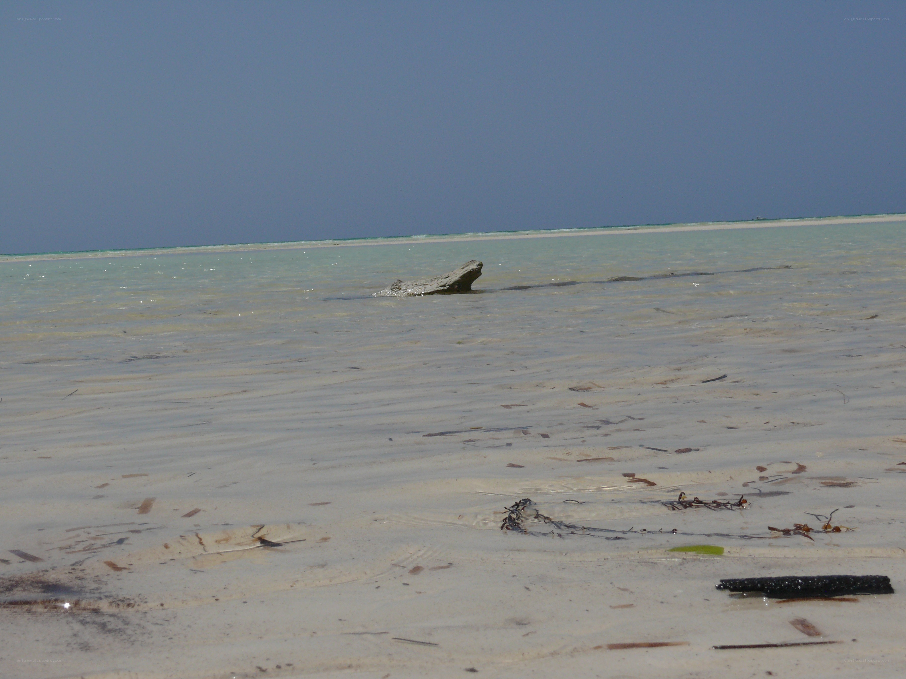 Driftwood on a shallow beach