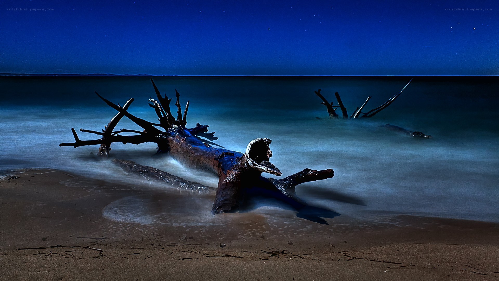 Driftwood on a starlit beach