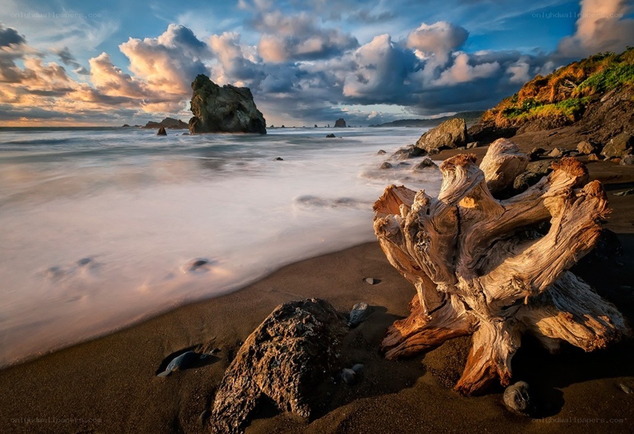 Driftwood on a stormy beach