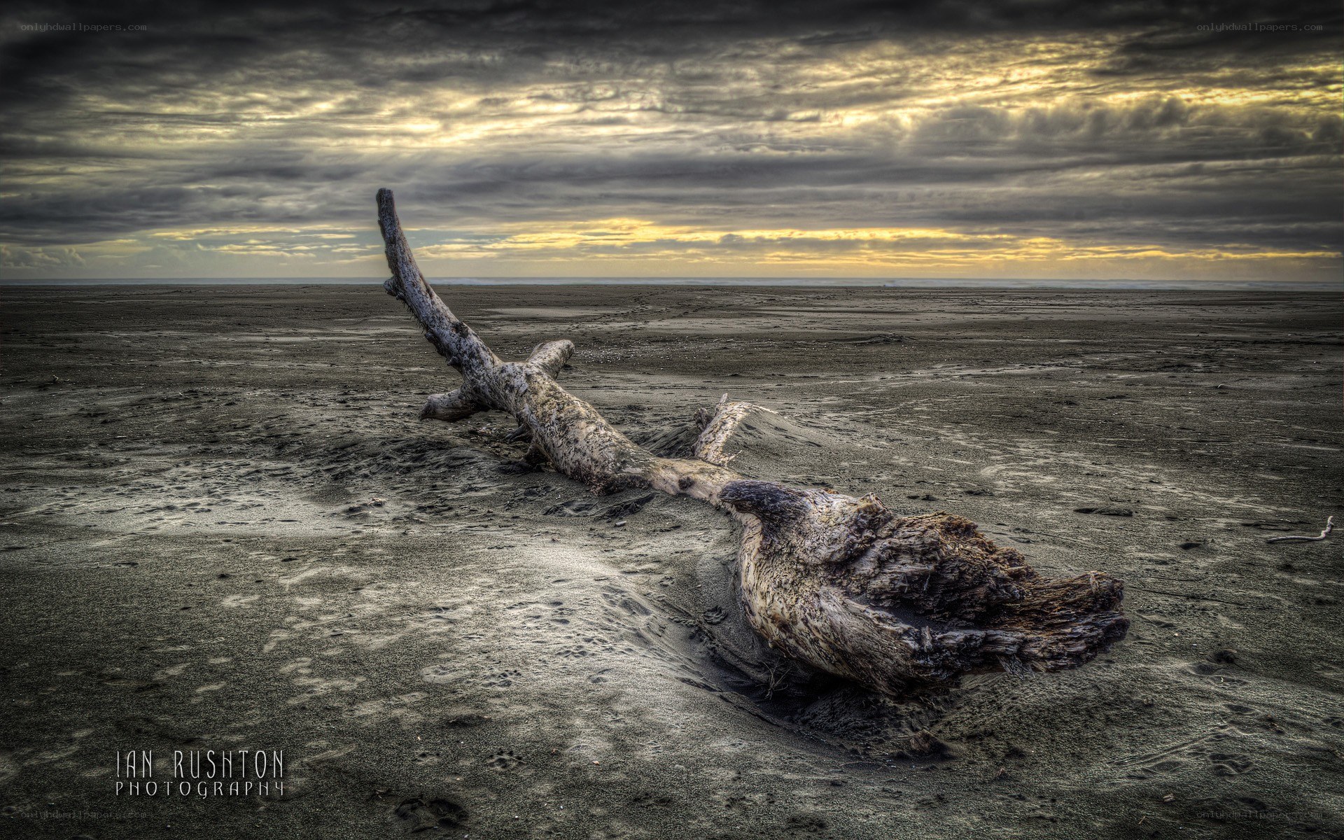 Driftwood on a stormy beach