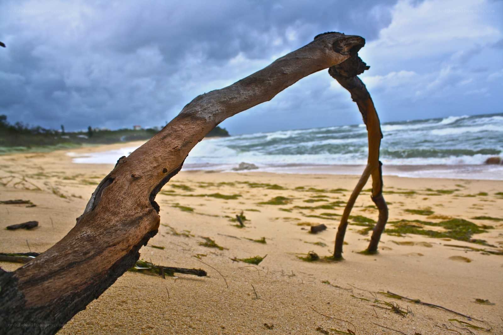 Driftwood on a stormy beach