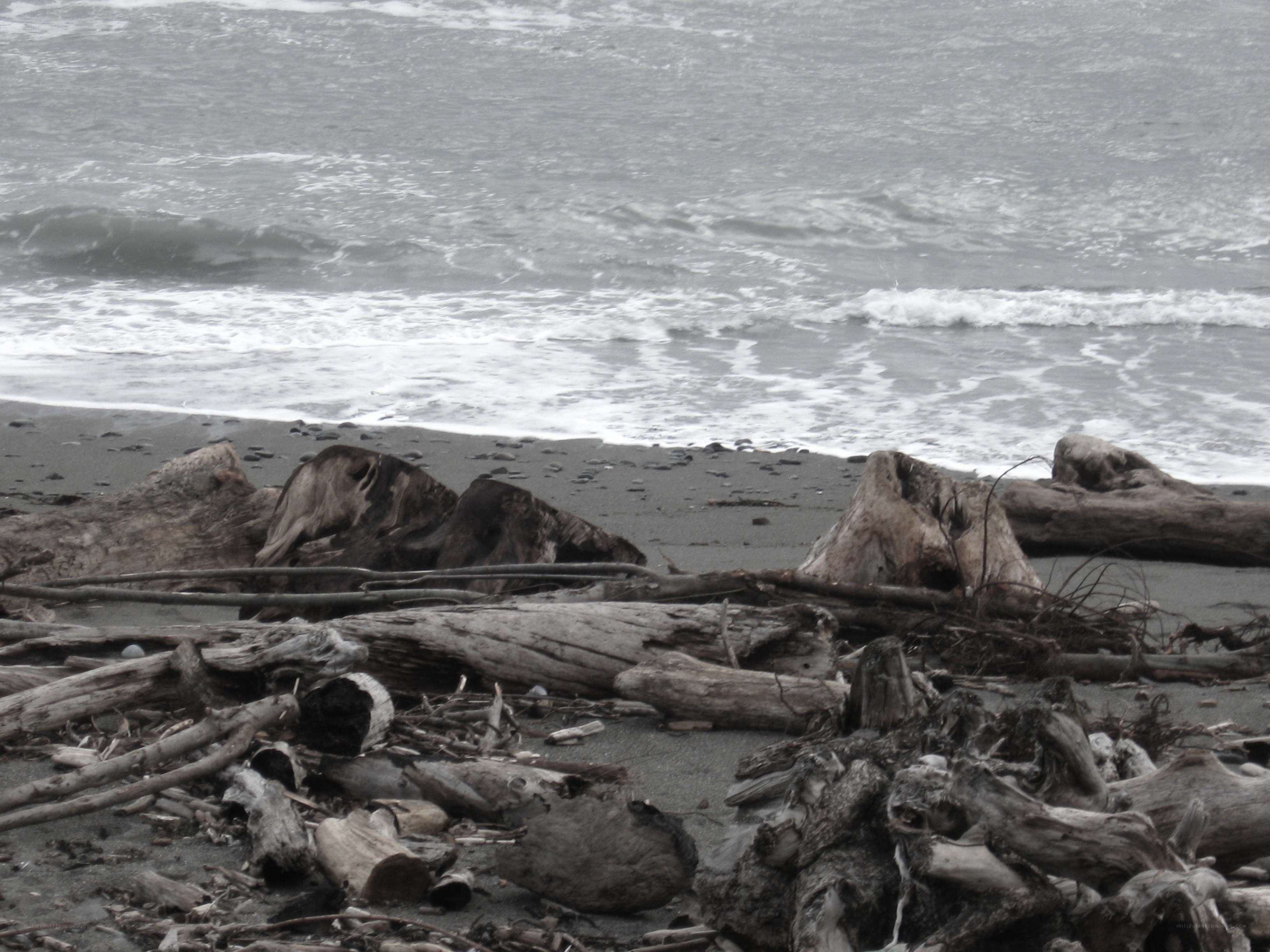 Driftwood on a stormy beach
