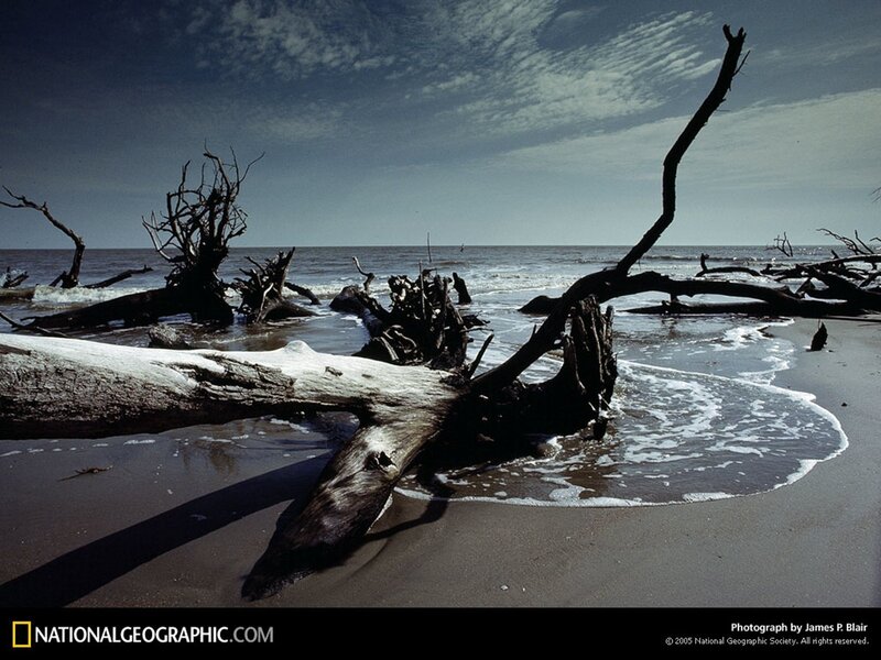 Driftwood on a stormy beach
