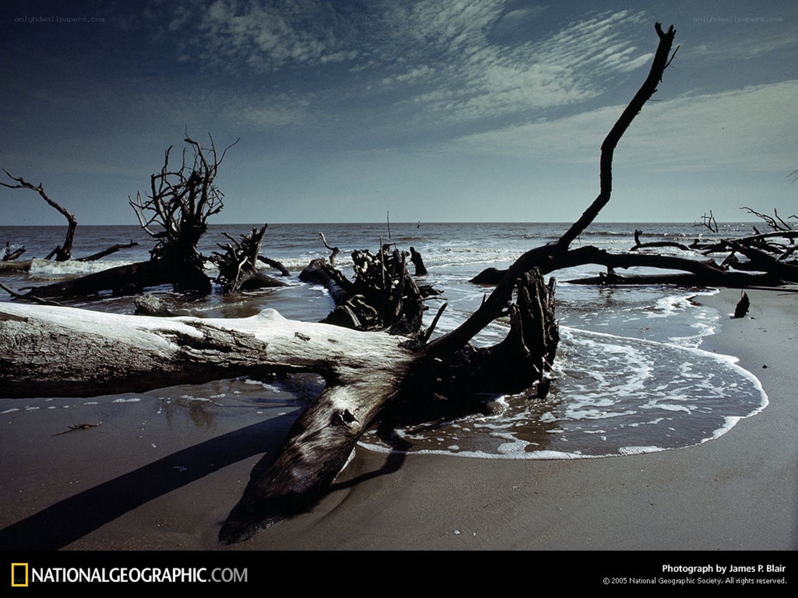 Driftwood on a stormy beach