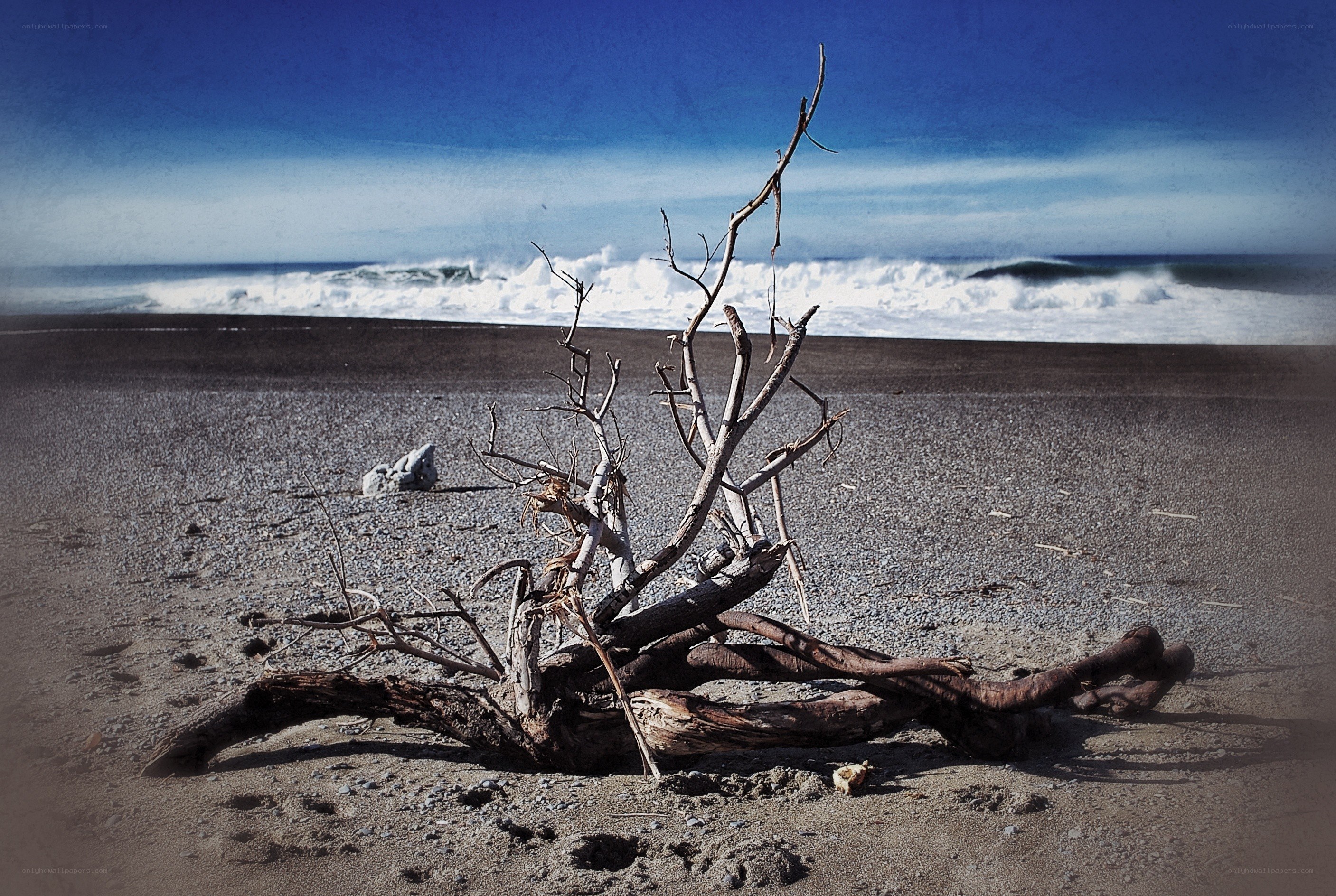 Driftwood on a stormy beach