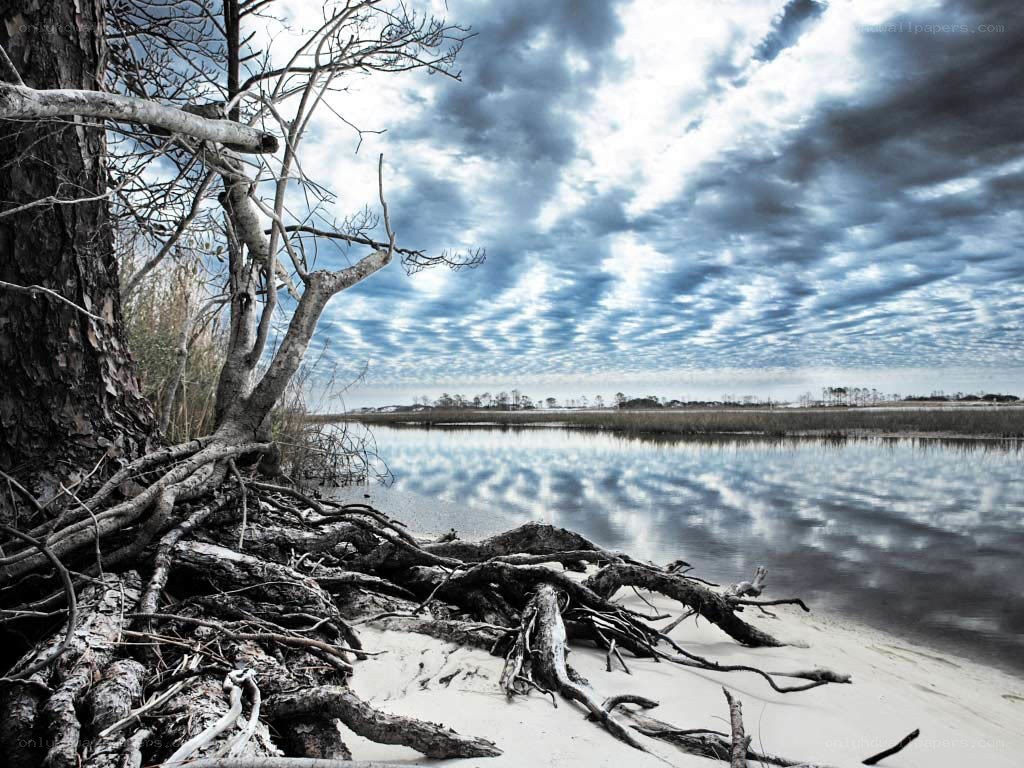 Driftwood on a stormy shore