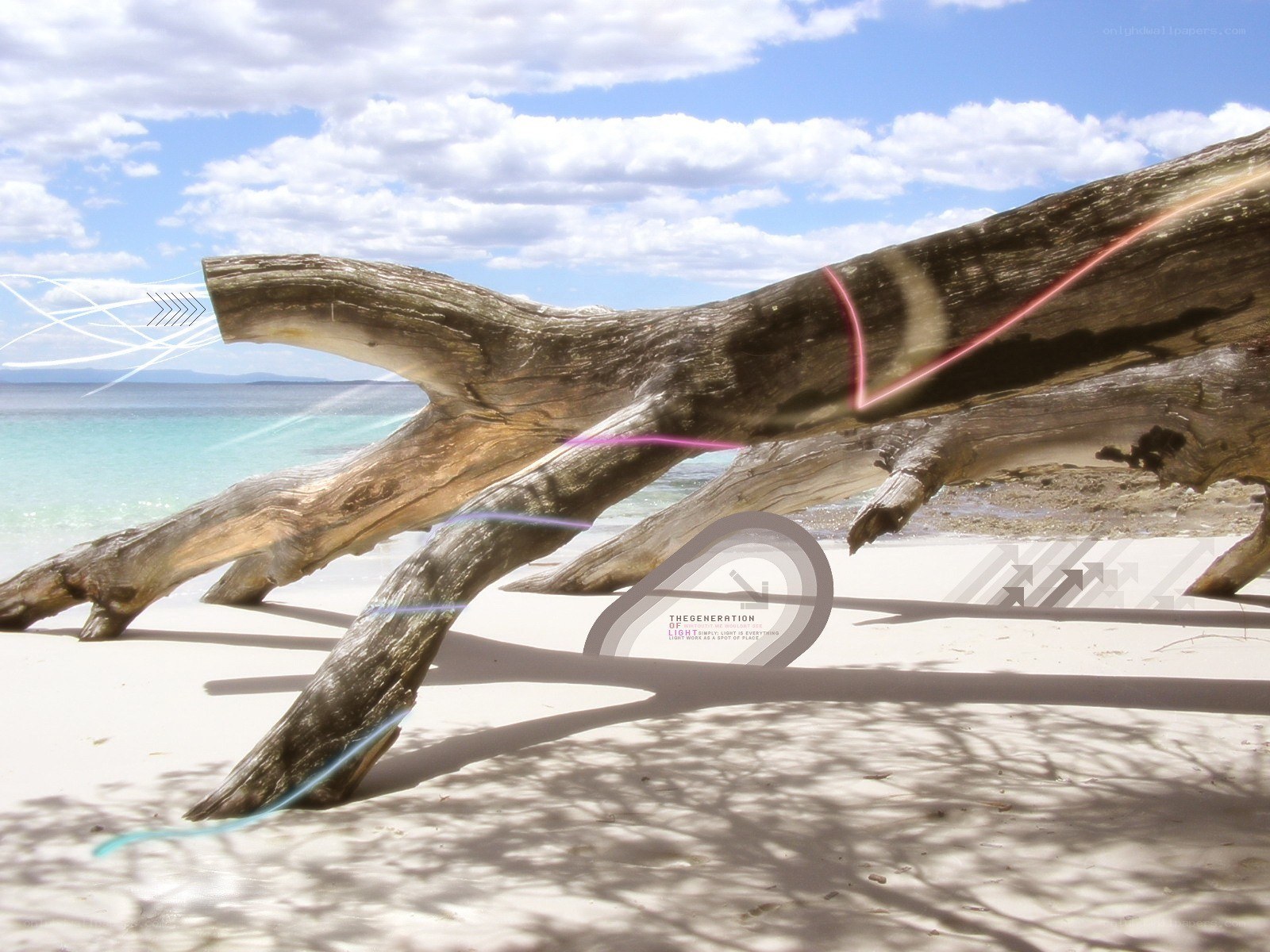 Driftwood on a sunny beach