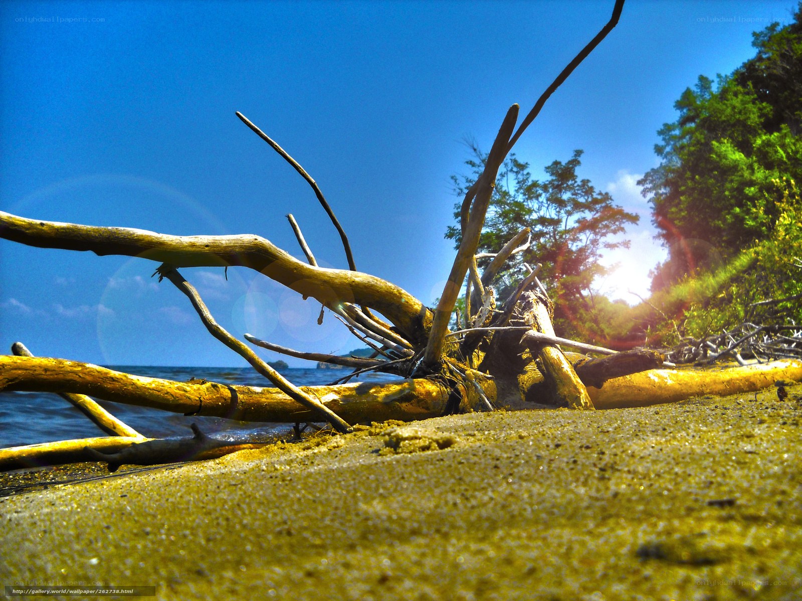 Driftwood on a sunny beach