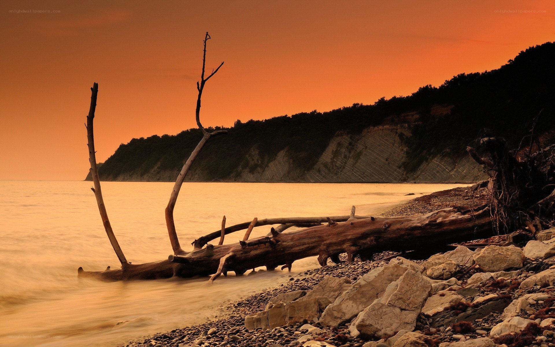 Driftwood on a sunset beach