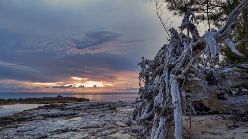 Driftwood on a Sunset Beach