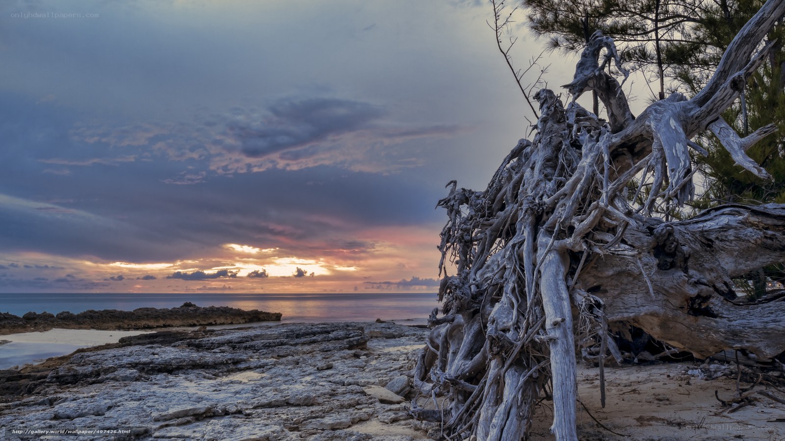 Driftwood on a Sunset Beach
